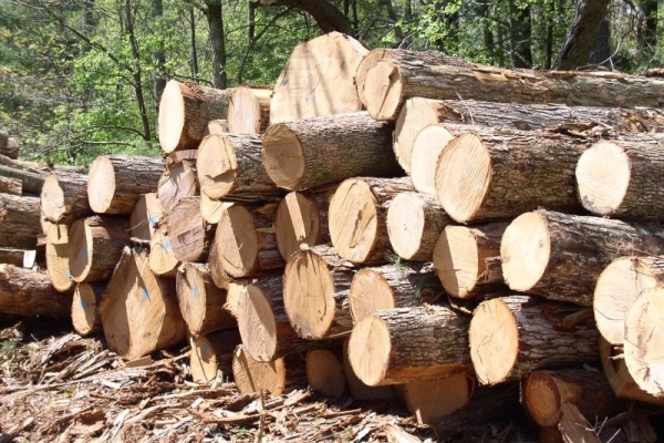 На Прикарпатті директор лісгоспу продав деревини на 2 млн грн фірмі, на якій за сумісництвом працював комерційним директором