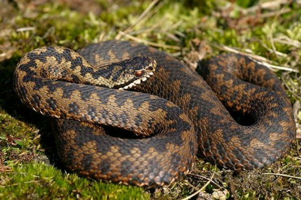 Зміїне нашестя: на Прикарпатті троє дітей злягли в реаніамацію через укуси змій