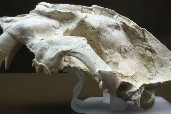 На Франківщині виявили кістки доісторичної тварини. Припускають, що це шаблезубий тигр (Фото)