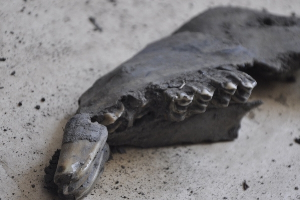 Кістки, що знайшли на Франківщині належали тварині, що жила 0,7-25 мільйонів років тому