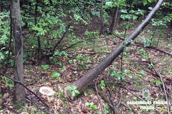 Прикарпатцю, який зрубав 9 дерев, загрожує до трьох років позбавлення волі (Фото)