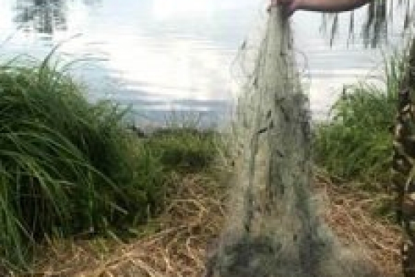 На міському озері виявили 100-метрову браконьєрську сітку