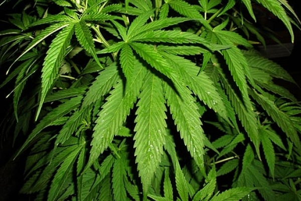 У Франківську затримали наркоманів, один з чоловіків намагався проковтнути марихуану