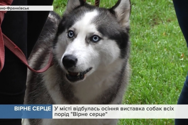 Більше 150 собак різних порід виступили на  виставці осені 2018 у Івано-Франківську (Відео). 
