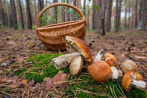 Пізні гриби: на Богородчанщині знайшли заблукалого грибника