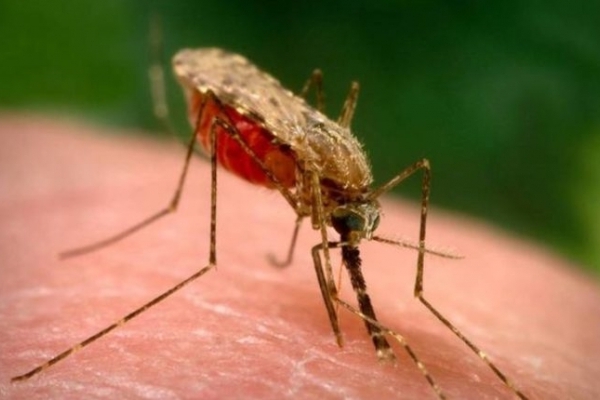 На Прикарпатті чоловік захворів на малярію: Хворий госпіталізований, стан середньої важкості