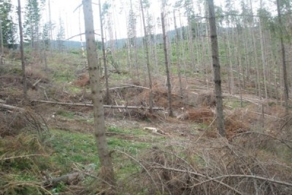 Прикарпатське підприємство заплатить мільйон гривень за незаконну рубку лісу