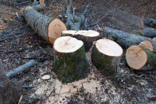 На Коломийщині затримали групу людей, які незаконно вирубували ліс (Фото)