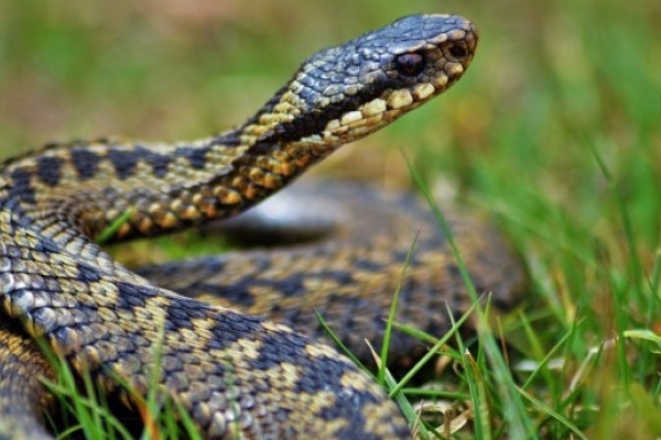 На Івано-Франківщині 40-річну жінку укусила змія