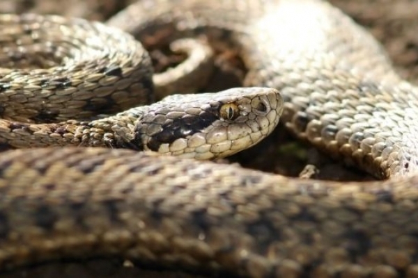 На Франківщині чоловік потрапив до реанімації через укус змії