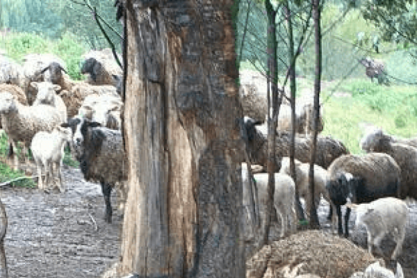 На Прикарпатті від удару блискавки загинули 20 овець (Фото)
