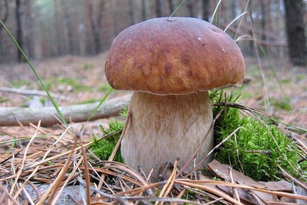 На Верховинщині знайшли велетенський білий гриб (Відео)