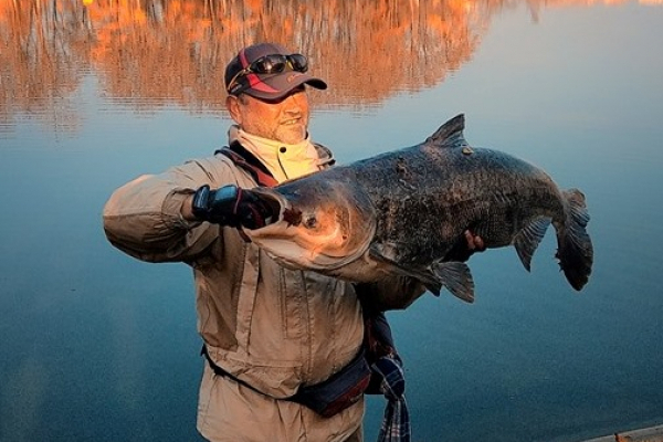На міському озері в Коломиї спіймали велетенську рибу.