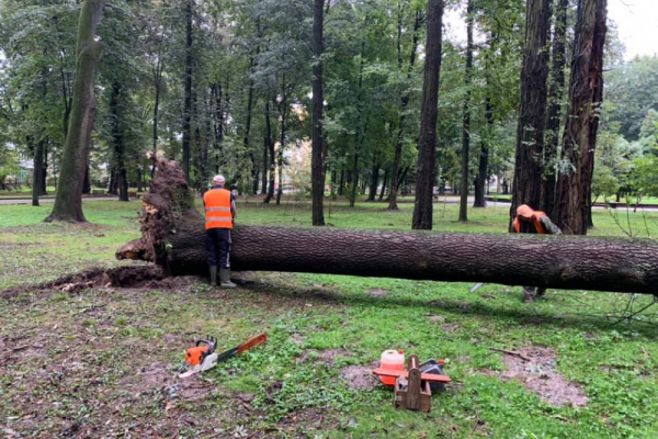 В міському парку Франківська впало 130-річне дерево (Фото)