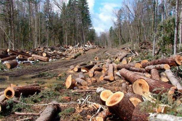 Суд стягнув з прикарпатського лісгоспу понад 600 тисяч за вирубку лісу