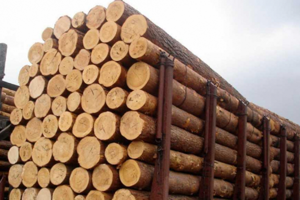 На Прикарпатті будуть судити експортерів лісоматеріалів, які завдали збитків на 237 тис гривень