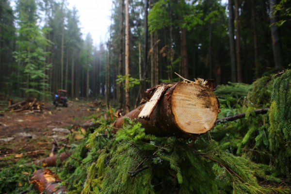 Вирубав ліс на суму понад 1 мільйон гривень: прикарпатця чекає суд