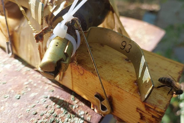 Бджоли знешкодили пастку, яку окупанти залишили у вулику 
