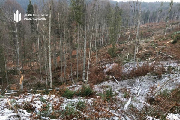 На Закарпатті виявили незаконну рубку дерев, про яку замовчувало лісництво