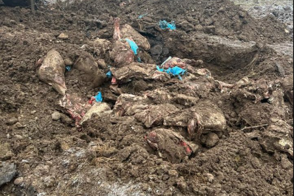 На Франківщині закопали 8,5 тонн яловичини для військових вартістю понад 1 млн грн