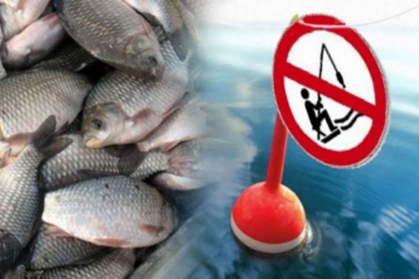 Нерестова заборона рибальства встановлюється на Прикарпатті з 1 квітня