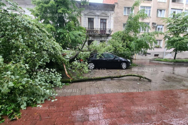 На вулиці Шевченка в Івано-Франківську дерево впало на припарковані авто