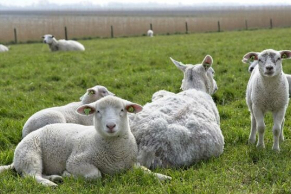 На Івано-Франківщині зʼявиться племінна ферма овець