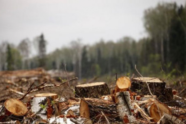 Посадовців Карпатського нацпарку підозрюють у незаконній вирубці лісу