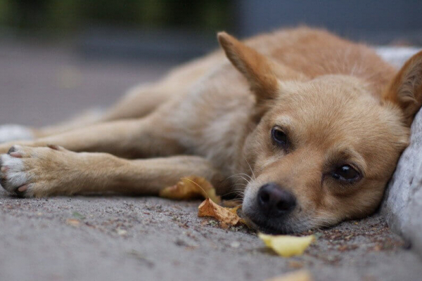 У Болехові отруїли безпритульних собак -  тварин корчились від судом